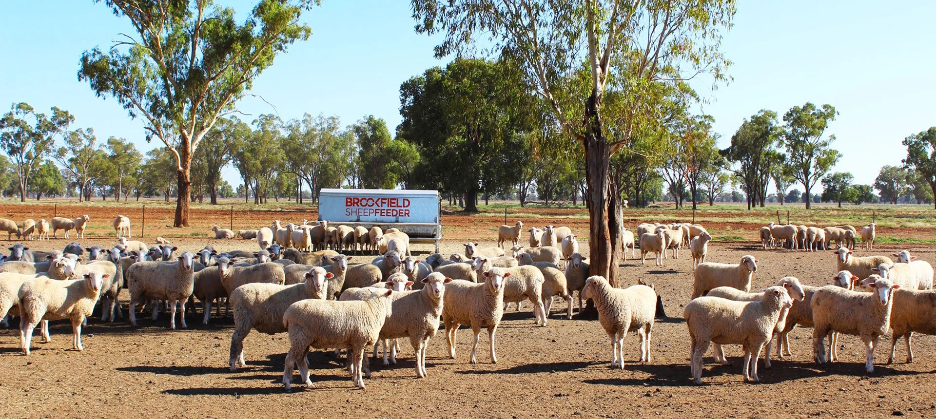 SheepFeeder-banner